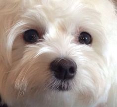 a small white dog is looking at the camera