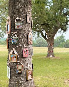 a tree with pictures hanging on the bark