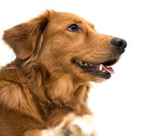 a close up of a brown dog with its mouth open and tongue out, on a white background