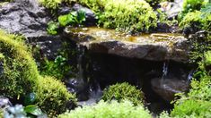 moss covered rocks and water in the middle of a garden with green plants growing on them