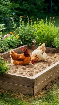 two chickens are laying in the sand near some plants and flowers, while another chicken is lying down on the ground