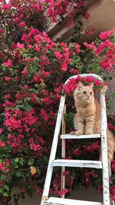 an orange cat sitting on top of a white ladder next to pink flowers and greenery