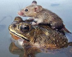 a mouse sitting on top of a frog