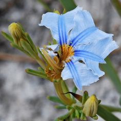 a blue flower with yellow stamens and green stems