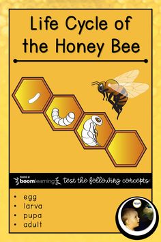 the book cover for life cycle of the honey bee