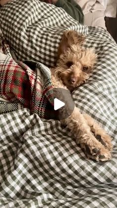 a small dog laying on top of a bed covered in blankets and plaid blanketing