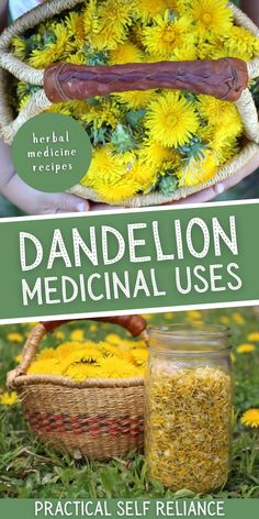 dandelion medical uses practical self reliance