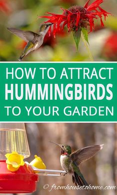 Attract Hummingbirds To Your Garden (10 Tips You Can Use In Your Yard) Garden Types