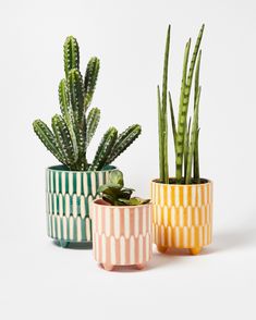 three potted plants sitting next to each other