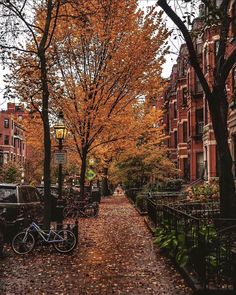 a street lined with parked cars and trees covered in fall leaves on a cloudy day