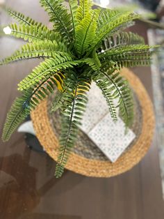 a green plant sitting on top of a wooden table