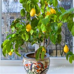 a potted lemon tree in front of a window