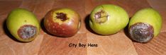 three apples that have been cut in half on a wooden table with the words city boy hens written below them