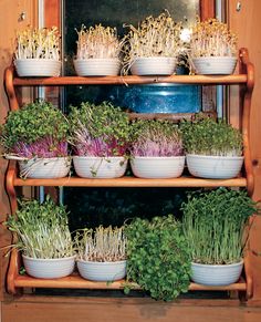 many different types of plants in white bowls on wooden shelve with windows behind them