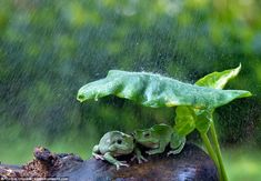 two frogs sitting on top of a tree branch under a green leaf in the rain