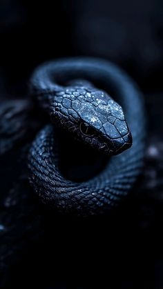 a black and blue snake with its head turned to the side, on a dark background