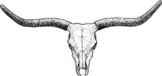 an animal skull with long horns is shown in black and white