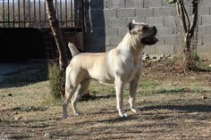 a large white dog standing in the grass