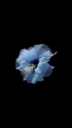 a blue flower on a black background