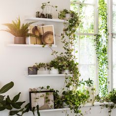 some plants are hanging on the wall in front of a window