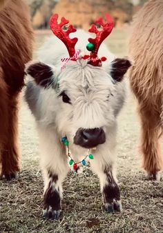 a cow wearing a christmas hat and standing next to another cow