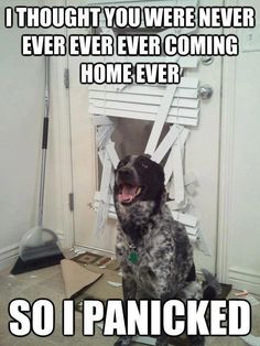 a dog sitting in front of a door with the caption, i thought you were never ever ever coming home even so i ranked