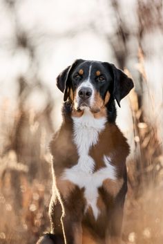 a brown and white dog sitting on top of a dry grass covered field next to trees