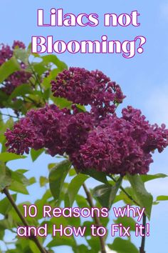 lilacs not blooming? 10 reasons why and how to fix it cover image