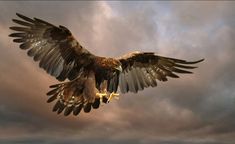 an eagle is flying through the air with its wings spread out and it's talon extended