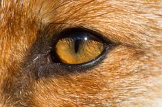 an orange and brown dog's eye is shown