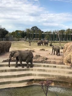 several elephants are walking around in an enclosure at the zoo and some stairs lead up to them