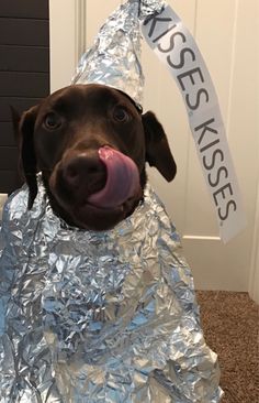 a dog wearing a tinfoil hat with its tongue out