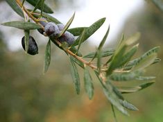 an olive tree branch with green leaves and berries