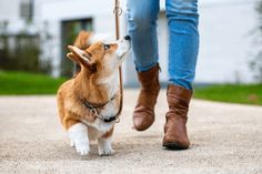 a brown and white dog on a leash being held by a woman's legs