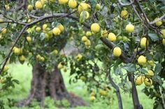 a tree filled with lots of ripe lemons