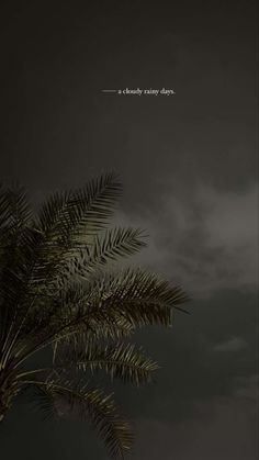 a palm tree is in front of a dark sky