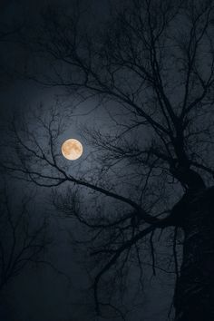 a full moon is seen through the branches of a tree