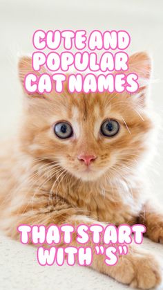 an orange cat with blue eyes and the words cute and popular cat names that start with s