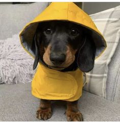 a dachshund dog wearing a yellow raincoat