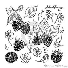 black raspberries and leaves with the word happy on them in cursive writing