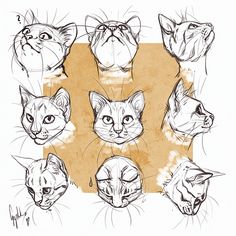 a bunch of cats that are drawn in different angles and sizes, all with different facial expressions