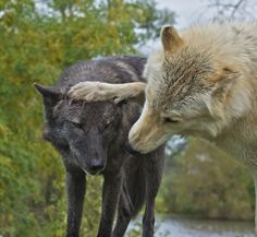 two gray wolfs standing next to each other in front of some trees and water