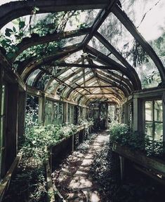 an old greenhouse with lots of plants growing inside