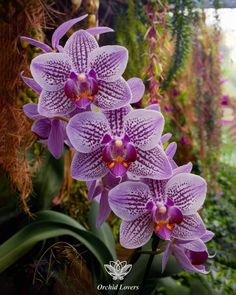 two purple orchids are blooming in the garden