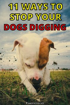 a white and brown dog laying in the grass with text overlay that reads, 11 ways to stop your dogs digging