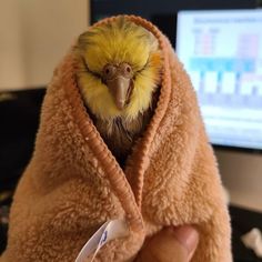 a small bird wrapped in a towel with an electronic thermometer attached to it