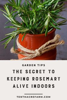 a potted plant with the words garden tips the secret to keeping rosemary alive indoors