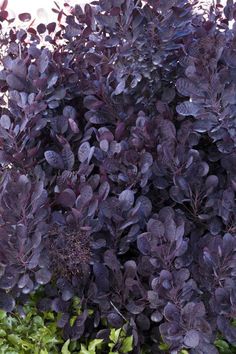 purple plants are growing in the garden