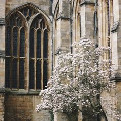 a tree with white flowers in front of an old stone building and large arched windows