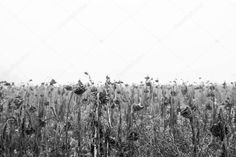 black and white photo of tall grass in the field